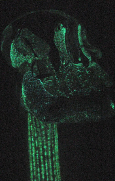 tap handle glows